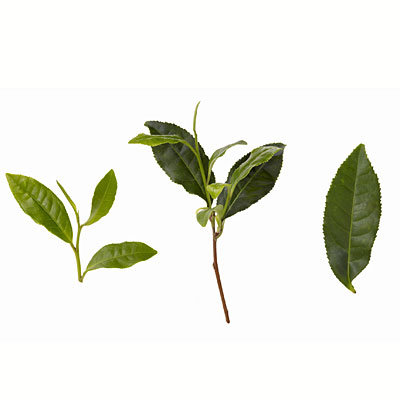 green-tea-leaves