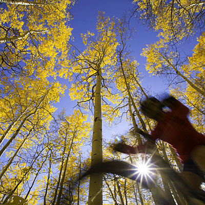 fall-tree-bicycle