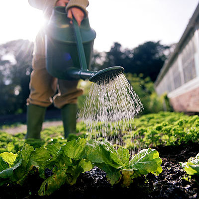 garden-lettuce-water