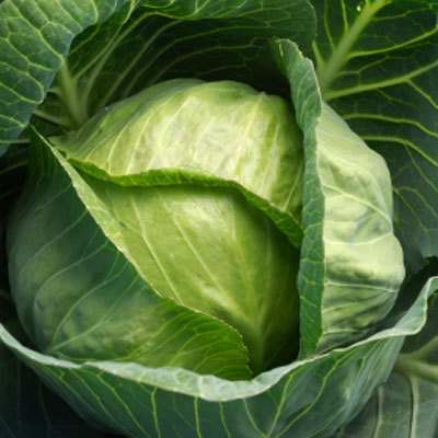 cabbage