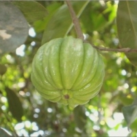 Boost Your Weight Loss With Garcinia Cambogia