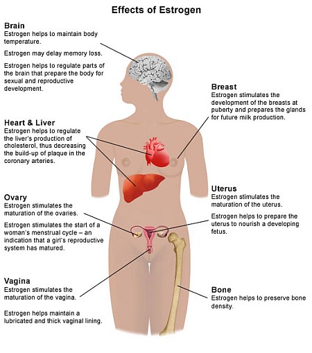 how estrogen affects you