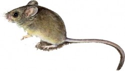 mouse