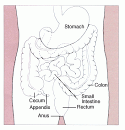 Colon in Digestive System