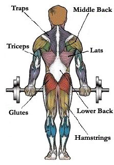map_of_muscles_training