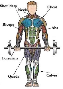 map_of_muscles_exercises
