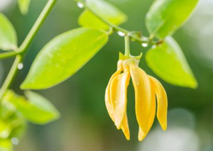 ylang-ylang