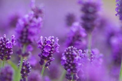 Lavender Blossoms