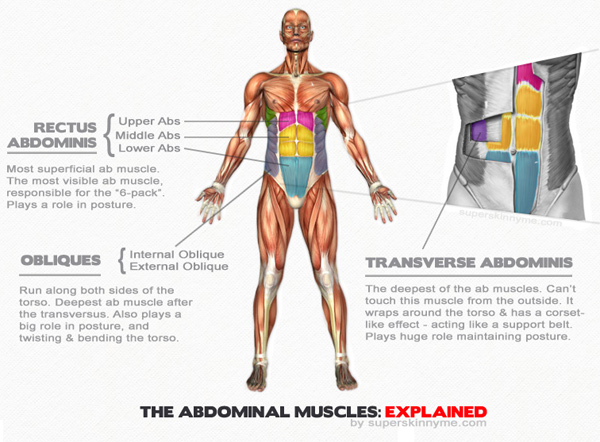 Abdominal muscles chart