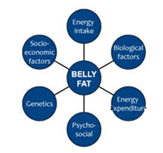 causes of belly fat