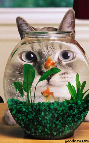 cat being hypnotised by fish in jar