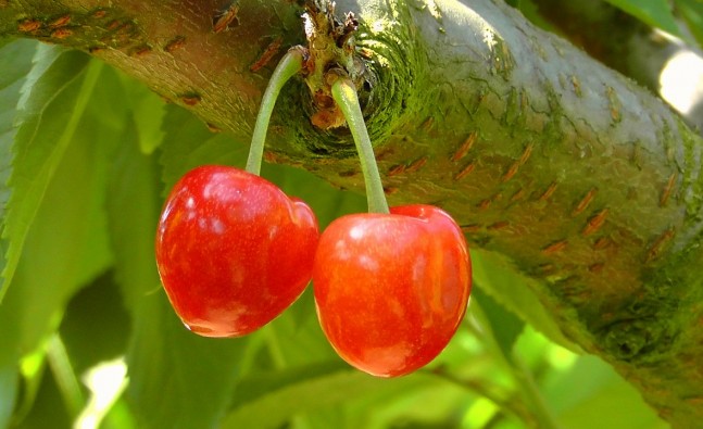 cherries-178148_1280