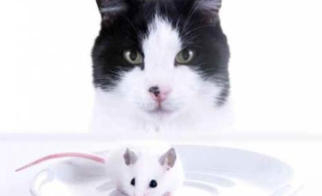 cat_and_mouse_933572984_detail.jpg