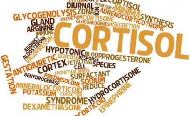 cortisol_815915139_detail.jpg