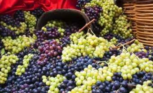 grapes_464794001_detail.jpg