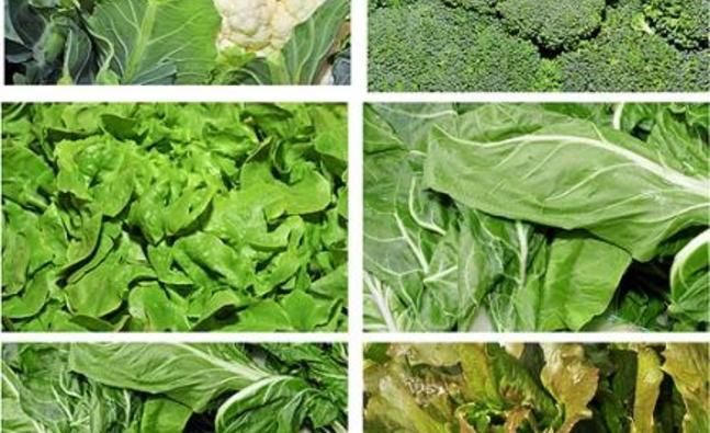 vegetables_brocolli_427676683_detail.jpg