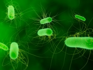 Common E. coli infection affecting humans: Enteritis, UTI and kidney failure