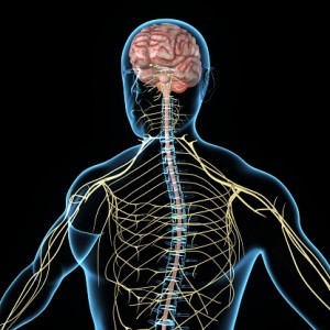 Autonomic neuropathy in diabetic neuropathy, effect on hypoglycemia symptoms