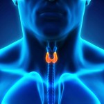 thyroid