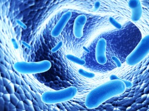 New study reveals cytoprotective ability of certain bacteria