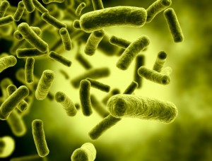 Good cholesterol (HDL) levels affected by gut bacteria