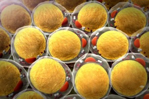 Weight loss possible by stimulating neurons in fat causing fat breakdown