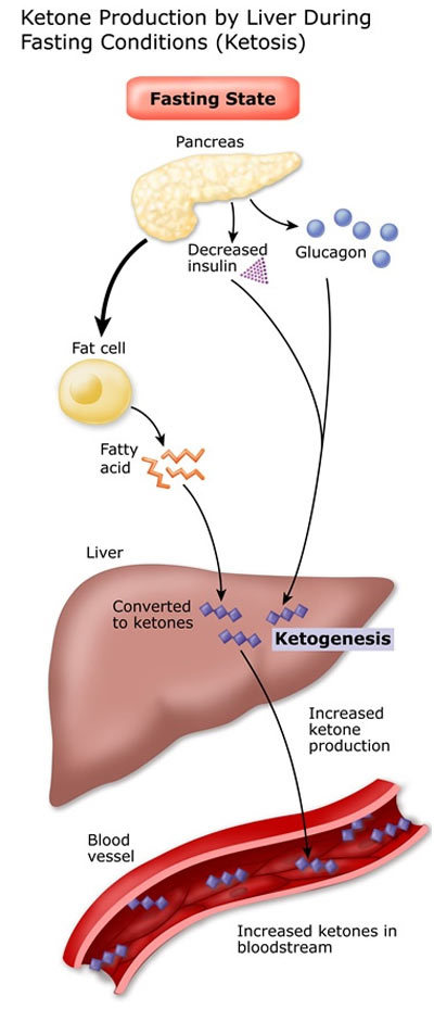 ketone production