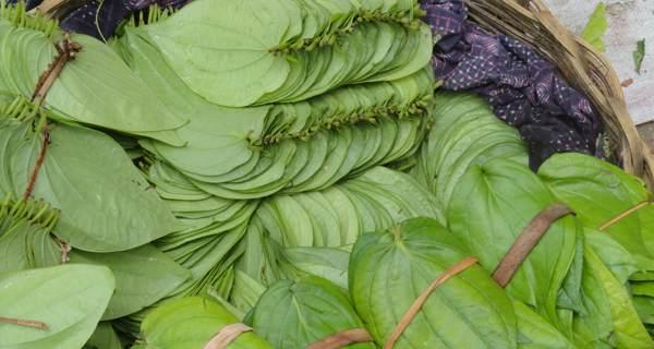 news-diseases-betel-leaves-THS