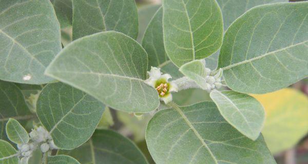 Ashwagandha leaves for weight loss