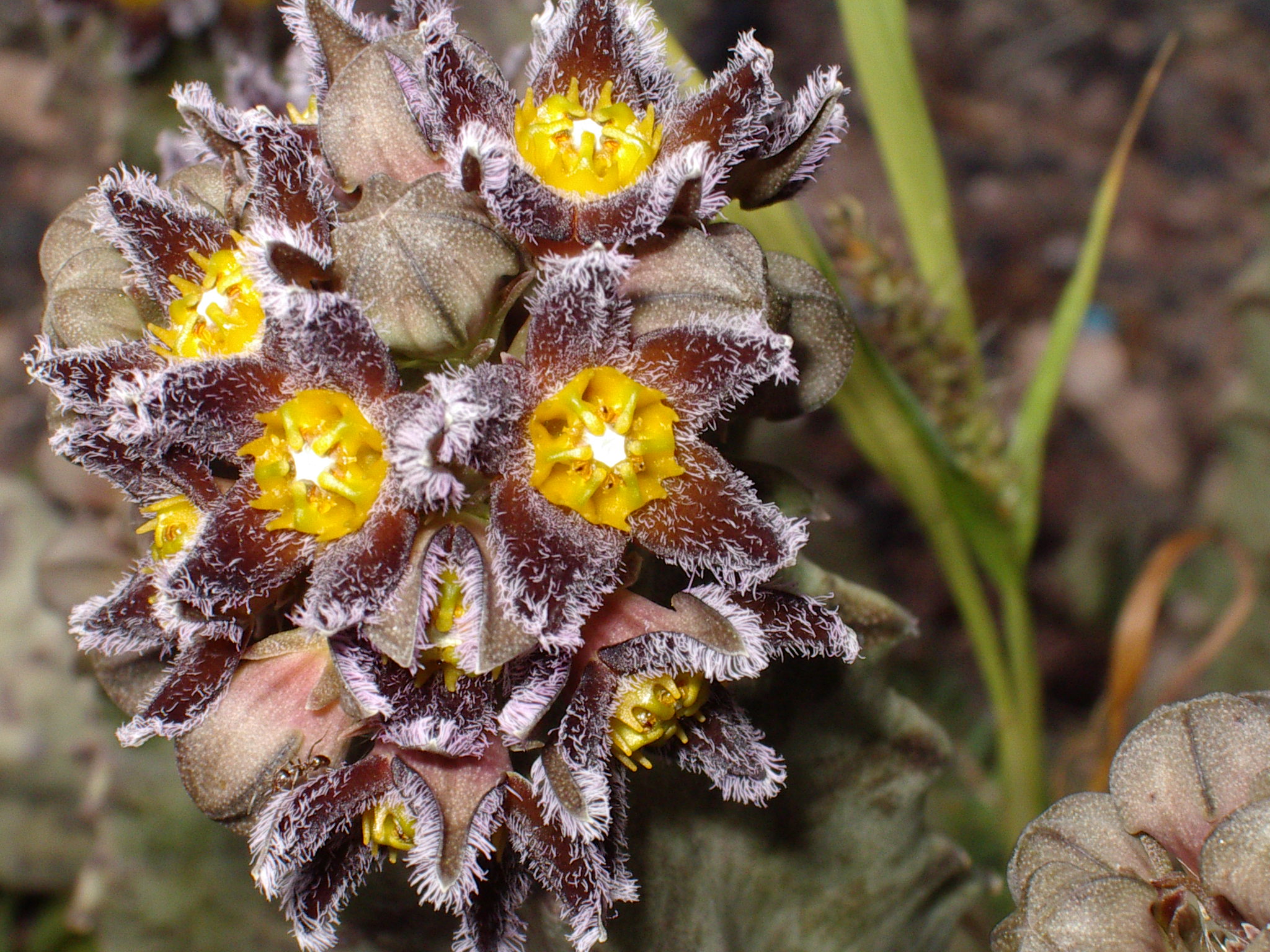 Caralluma Supplements