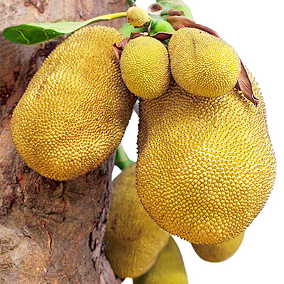 jackfruit