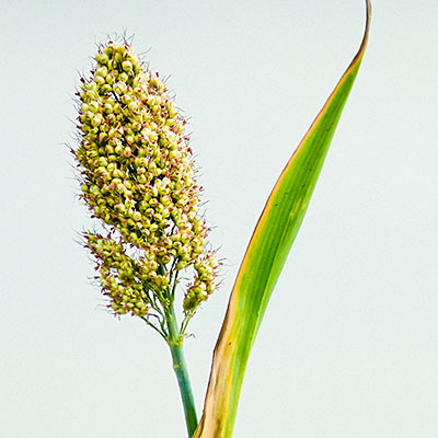 sorghum