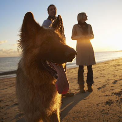 walk-dog-sunset