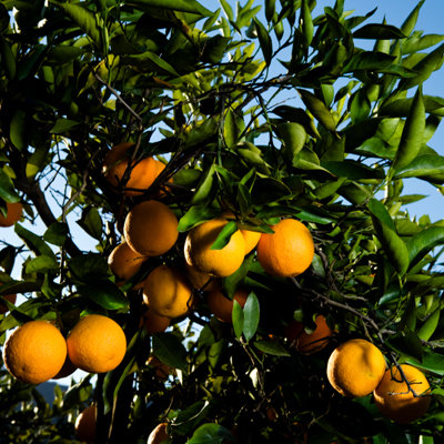 orange-diet-ephedra