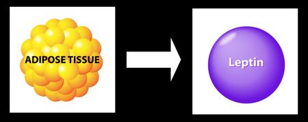 Adipose tissue and leptin